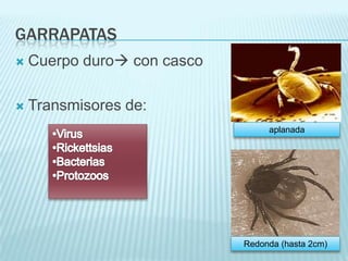garrapatasCuerpo duro con cascoTransmisores de:aplanadaVirus