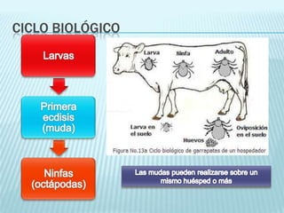 ProtozoosRedonda (hasta 2cm)