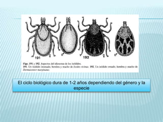 dermatitisSordera parcialParálisis motora flácida ascendente progresiva con fiebreMuerte por parálisis respiratoria o cardíaca