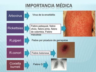 Cabeza, tórax y abdomen se funden en el dorso del escudoEscudo pequeño en las hembras y grande y ornamentado en machos