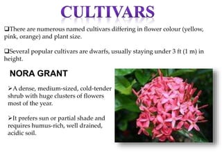 A dense, medium-sized, cold-tender
shrub with huge clusters of flowers
most of the year.
It prefers sun or partial shade and
requires humus-rich, well drained,
acidic soil.
NORA GRANT
There are numerous named cultivars differing in flower colour (yellow,
pink, orange) and plant size.
Several popular cultivars are dwarfs, usually staying under 3 ft (1 m) in
height.
 
