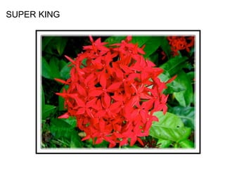 SUPER KING
 