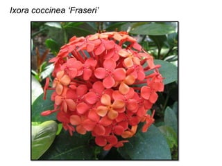 Ixora coccinea ‘Fraseri’
 