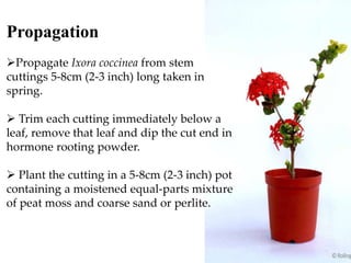 Propagation
Propagate Ixora coccinea from stem
cuttings 5-8cm (2-3 inch) long taken in
spring.
 Trim each cutting immediately below a
leaf, remove that leaf and dip the cut end in
hormone rooting powder.
 Plant the cutting in a 5-8cm (2-3 inch) pot
containing a moistened equal-parts mixture
of peat moss and coarse sand or perlite.
 