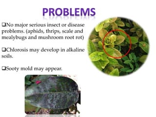 No major serious insect or disease
problems. (aphids, thrips, scale and
mealybugs and mushroom root rot)
Chlorosis may develop in alkaline
soils.
Sooty mold may appear.
 
