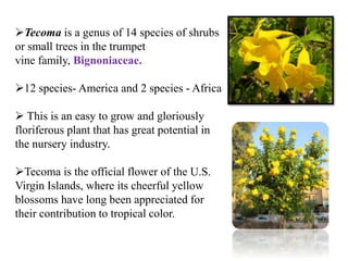 Tecoma is a genus of 14 species of shrubs
or small trees in the trumpet
vine family, Bignoniaceae.
12 species- America and 2 species - Africa
 This is an easy to grow and gloriously
floriferous plant that has great potential in
the nursery industry.
Tecoma is the official flower of the U.S.
Virgin Islands, where its cheerful yellow
blossoms have long been appreciated for
their contribution to tropical color.
 