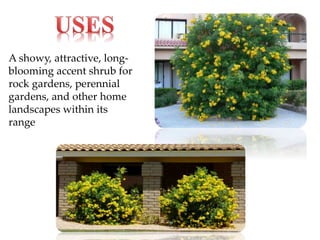 A showy, attractive, long-
blooming accent shrub for
rock gardens, perennial
gardens, and other home
landscapes within its
range
 