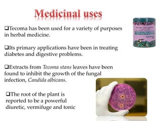 Tecoma has been used for a variety of purposes
in herbal medicine.
Its primary applications have been in treating
diabetes and digestive problems.
Extracts from Tecoma stans leaves have been
found to inhibit the growth of the fungal
infection, Candida albicans.
The root of the plant is
reported to be a powerful
diuretic, vermifuge and tonic
 