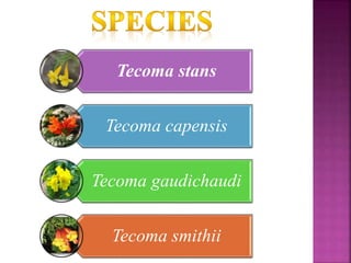 Tecoma stans
Tecoma capensis
Tecoma gaudichaudi
Tecoma smithii
 