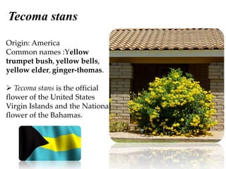 Tecoma stans
Origin: America
Common names :Yellow
trumpet bush, yellow bells,
yellow elder, ginger-thomas.
 Tecoma stans is the official
flower of the United States
Virgin Islands and the National
flower of the Bahamas.
 