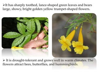 It has sharply toothed, lance-shaped green leaves and bears
large, showy, bright golden yellow trumpet-shaped flowers.
 It is drought-tolerant and grows well in warm climates. The
flowers attract bees, butterflies, and hummingbirds.
 