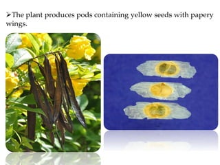 The plant produces pods containing yellow seeds with papery
wings.
 