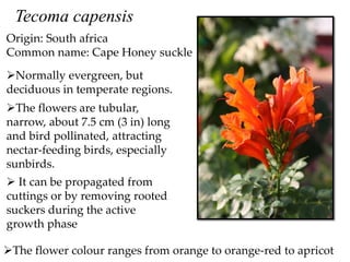 Origin: South africa
Common name: Cape Honey suckle
Normally evergreen, but
deciduous in temperate regions.
The flowers are tubular,
narrow, about 7.5 cm (3 in) long
and bird pollinated, attracting
nectar-feeding birds, especially
sunbirds.
The flower colour ranges from orange to orange-red to apricot
Tecoma capensis
 It can be propagated from
cuttings or by removing rooted
suckers during the active
growth phase
 
