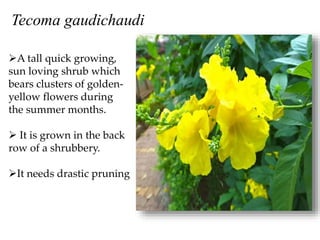 A tall quick growing,
sun loving shrub which
bears clusters of golden-
yellow flowers during
the summer months.
 It is grown in the back
row of a shrubbery.
It needs drastic pruning
Tecoma gaudichaudi
 