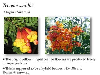 Tecoma smithii
Origin : Australia
This is supposed to be a hybrid between T.mollis and
Tecomaria capensis.
The bright yellow- tinged orange flowers are produced freely
in large panicles.
 