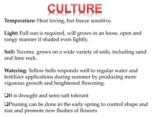Temperature: Heat loving, but freeze sensitive.
Light: Full sun is required, will grows in an loose, open and
rangy manner if shaded even lightly.
Soil: Tecoma grows on a wide variety of soils, including sand
and lime rock.
Watering: Yellow bells responds well to regular water and
fertilizer applications during summer by producing more
vigorous growth and heightened flowering.
It is drought and semi-salt tolerant
Pruning can be done in the early spring to control shape and
size and promote new flushes of flowers
 