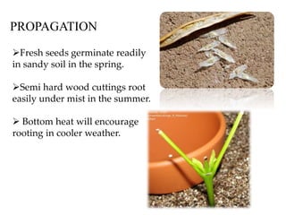 PROPAGATION
Fresh seeds germinate readily
in sandy soil in the spring.
Semi hard wood cuttings root
easily under mist in the summer.
 Bottom heat will encourage
rooting in cooler weather.
 