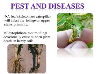 Phytophthora root rot fungi
occasionally cause sudden plant
death in heavy soils
A leaf skeletonizer caterpillar
will infest the foliage on upper
stems primarily.
 