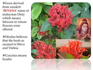Ixora derived
from sanskrit
‘IKVANA’ name of
malaysian Diety
which means
Ishwara to whom
flowers were
offered.
Hindus believes
that the bush as
sacared to Shiva
and Vishnu
Coccinia means
Scarlet
 