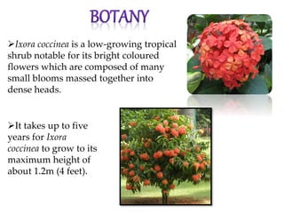Ixora coccinea is a low-growing tropical
shrub notable for its bright coloured
flowers which are composed of many
small blooms massed together into
dense heads.
It takes up to five
years for Ixora
coccinea to grow to its
maximum height of
about 1.2m (4 feet).
 