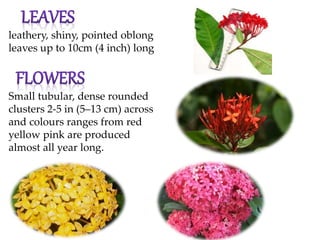 leathery, shiny, pointed oblong
leaves up to 10cm (4 inch) long
Small tubular, dense rounded
clusters 2-5 in (5–13 cm) across
and colours ranges from red
yellow pink are produced
almost all year long.
 