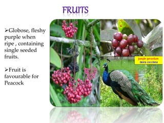 Globose, fleshy
purple when
ripe , containing
single seeded
fruits.
Fruit is
favourable for
Peacock
 