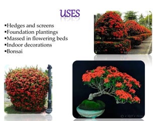 Hedges and screens
Foundation plantings
Massed in flowering beds
Indoor decorations
Bonsai
 