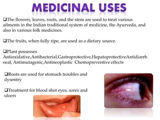 The flowers, leaves, roots, and the stem are used to treat various
ailments in the Indian traditional system of medicine, the Ayurveda, and
also in various folk medicines.
The fruits, when fully ripe, are used as a dietary source.
Plant possesses
Antioxidative,Antibacterial,Gastroprotective,HepatoprotectiveAntidiarrh
oeal, Antimutagenic,Antineoplastic Chemopreventive effects
Roots are used for stomach troubles and
dysentry
Treatment for blood shot eyes, sores and
ulcers
 