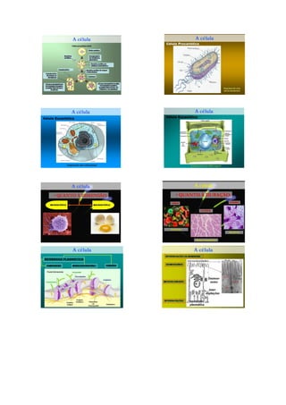 Ix plano de aula  pronto em pdf