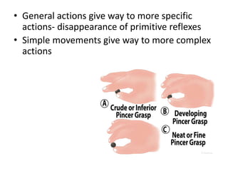 • General actions give way to more specific
actions- disappearance of primitive reflexes
• Simple movements give way to more complex
actions
 