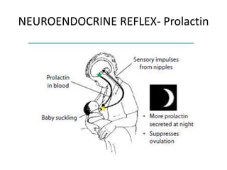 NEUROENDOCRINE REFLEX- Prolactin
 