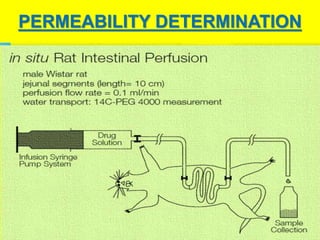 PERMEABILITY DETERMINATION 
A. Determination of extent of absorption in humans: 
• Mass balance P/K studies 
• Absolute bioavailability studies 
B. Intestinal permeability methods: 
• In vivo intestinal perfusion studies in humans 
• In vivo or in situ intestinal perfusion studies in animal 
• In vitro permeability methods using excised 
human/animal intestinal tissues 
• In vitro permeation studies across a monolayer of 
cultured epithelial cells. e.g. Caco-2 cells or TC-7 cells 
 