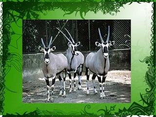 Izabel e Meirielly 703