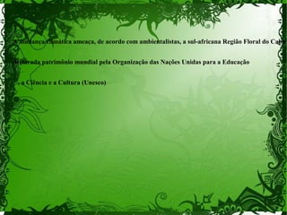 A mudança climática ameaça, de acordo com ambientalistas, a sul-africana Região Floral do Cabo
declarada patrimônio mundial pela Organização das Nações Unidas para a Educação
, a Ciência e a Cultura (Unesco)