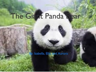 The Giant Panda Bear
By: Izabella, Ella, and Aurora
 