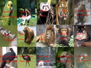 True-parrot Loro-verdadero Pelican Pélícano Ferret Hurón Tiger Tigre  Monkey paunchy Mono de vientre Hipoo Hipopótamo Bear Oso Lion Líon Chipanzee Chipancé Jaguar Onza Wattled curassow Pavon carunculado Greater  Rhea Ñadú común Deer-noble Ciervo-noble Green baboon Babuino verde Tortoise Northest Tortuga  Nordeste 