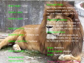 Descrição Física:  150250kg-/amarelo queimado/os machos medem entre 260 e 330 cm, e as fêmeas, entre 240 e 270 cm Physical descriptíon:  150 250kg-/amarelo burnt / males are between 260 and 330 cm, and females between 240 and 270 cm Descripcíon física:  150250kg-/amarelo quemada de varones son entre 260 y 330 cm, y las hembras entre 240 y 270 cm Grupo:  Mamífero Animal´s group:  Mammal Grupo:  Mamífero  Porque é um animal bonito e feroz Because it is a beautiful animal, dangerous Debido a que es un animal guapo , fiero Nome vulgar:  Leão   Common  name:  Líon  Nombre común:  Lión  Nome Científico: Panthera  Leo  Scientific name: : Panthera  Leo  Nombre  científico: : Panthera  Leo  Habitat natural:  Ásia e África  Natural habitat:  Asia and África Habitat natural:  Asia y África Alimentação:  Come qualquer animal que possa matar Diet:  Eat any animal that can kill Alimetacion: Comer cualquier animal que puede matar 