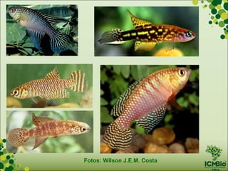 Fotos: Wilson J.E.M. Costa
 