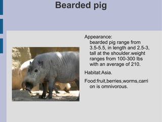 Bearded pig ,[object Object]