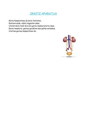 IRAITZ APARATUA
Gernu kanporatzea da bere funtzinoa .
Kuntzurrunak: odola iragazten dabe.
Ureterrak:bi hodi dira eta gernu maskuriararte doaz.
Gernu maskuria: gernua gordeten dan poltsa antzekoa.
Uretrea:gernua kanporatzen da.
 