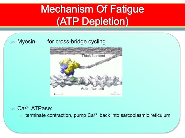 Skeletal Muscle Fatigue and Cellular Mechanisms | PPTX