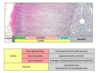 Cortex 
Zona glomerulosa mineralocorticoids (aldosterone) 
Zona fasiculata glucocorticoids (cortisol) 
Zona reticularis Androgens (dehydroepiandosterone(DHEA)) 
Medulla 
catecholamines 
(epinephrine & norepinephrine) 
 