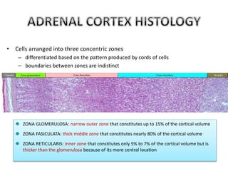 • Cells arranged into three concentric zones 
– differentiated based on the pattern produced by cords of cells 
– boundaries between zones are indistinct 
ZONA GLOMERULOSA: narrow outer zone that constitutes up to 15% of the cortical volume 
ZONA FASICULATA: thick middle zone that constitutes nearly 80% of the cortical volume 
ZONA RETICULARIS: inner zone that constitutes only 5% to 7% of the cortical volume but is 
thicker than the glomerulosa because of its more central location 
 
