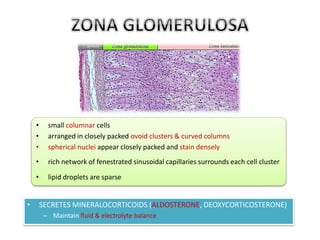 • small columnar cells 
• arranged in closely packed ovoid clusters & curved columns 
• spherical nuclei appear closely packed and stain densely 
• rich network of fenestrated sinusoidal capillaries surrounds each cell cluster 
• lipid droplets are sparse 
• SECRETES MINERALOCORTICOIDS (ALDOSTERONE, DEOXYCORTICOSTERONE) 
– Maintain fluid & electrolyte balance 
 