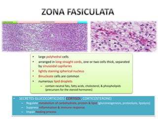 • large polyhedral cells 
• arranged in long straight cords, one or two cells thick, separated 
by sinusoidal capillaries 
• lightly staining spherical nucleus 
• Binucleate cells are common 
• numerous lipid droplets 
– contain neutral fats, fatty acids, cholesterol, & phospholipids 
(precursors for the steroid hormones) 
• SECRETES GLUCOCORTICOIDS (CORTISOL, CORTICOSTERONE) 
– Regulate metabolism of carbohydrate, protein & lipid (gluconeogenesis, proteolysis, lipolysis) 
– Suppress inflammation & immune response 
– Impair healing process 
 
