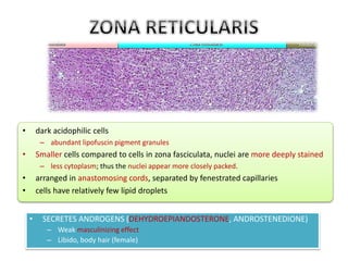 • dark acidophilic cells 
– abundant lipofuscin pigment granules 
• Smaller cells compared to cells in zona fasciculata, nuclei are more deeply stained 
– less cytoplasm; thus the nuclei appear more closely packed. 
• arranged in anastomosing cords, separated by fenestrated capillaries 
• cells have relatively few lipid droplets 
• SECRETES ANDROGENS (DEHYDROEPIANDOSTERONE, ANDROSTENEDIONE) 
– Weak masculinizing effect 
– Libido, body hair (female) 
 