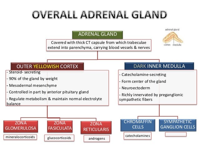 HISTOLOGY OF ADRENAL GLAND & CORRELATION WITH FUNCTION