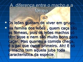 A diferença entre o macho e a
               fêmea

   Os leões gostam de viver em grupo.
   Na família dos leões , quem caça são
    as fêmeas, pois os leões machos só
    têm pose e nem são muito bons para
    caçar. Mas quando a comida chega,
    é o pai que come primeiro. Ah! E só
    o macho tem aquela juba toda
    característica da espécie.
 