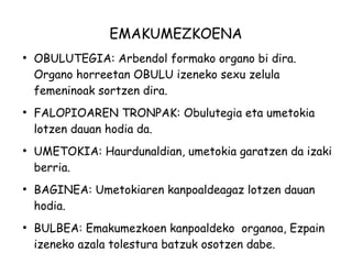 EMAKUMEZKOENA 
● OBULUTEGIA: Arbendol formako organo bi dira. 
Organo horreetan OBULU izeneko sexu zelula 
femeninoak sortzen dira. 
● FALOPIOAREN TRONPAK: Obulutegia eta umetokia 
lotzen dauan hodia da. 
● UMETOKIA: Haurdunaldian, umetokia garatzen da izaki 
berria. 
● BAGINEA: Umetokiaren kanpoaldeagaz lotzen dauan 
hodia. 
● BULBEA: Emakumezkoen kanpoaldeko organoa, Ezpain 
izeneko azala tolestura batzuk osotzen dabe. 
 