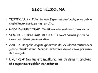 GIZONEZKOENA 
● TESTIKULUAK: Pubertaroan Espermatozoideak, sexu zelula 
maskulinoak sortzen hasten dira. 
● HODI DEFERENTEAK: Testikuak eta uretrea lotzen dabez. 
● SEMEN BESIKULUAK PROSTATEAGAZ: Semen jariakina 
ekoizten daben guruinak dira. 
● ZAKILA: Kanpoko organo gihartsua da. Zakilaren muturreari 
glande dauaka izena. Glandea estaltzen dauan azala prepuzio 
deitzen jako. 
● URETREA: Gernua eta maskuria hau da semen jariakina 
eta espermatozoiden nahasturea. 
 